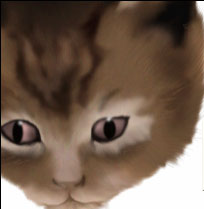 Photoshop鼠绘教程：可爱的小猫_亿码酷站___亿码酷站平面设计教程插图14