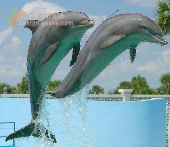 Photoshop制作跃出照片的海豚特效_亿码酷站___亿码酷站平面设计教程插图3