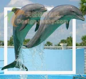 Photoshop制作跃出照片的海豚特效_亿码酷站___亿码酷站平面设计教程插图6