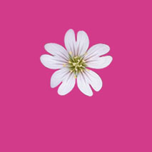 Photoshop快速制作漂亮的花朵浮雕字_亿码酷站___亿码酷站平面设计教程插图7