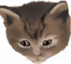 Photoshop鼠绘教程：可爱的小猫_亿码酷站___亿码酷站平面设计教程插图15