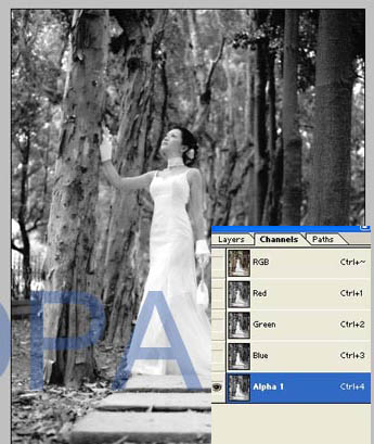 Photoshop给树林照片添加逼真的透视光线效果_亿码酷站___亿码酷站平面设计教程插图3