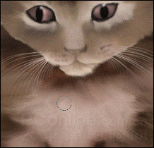 Photoshop鼠绘教程：可爱的小猫_亿码酷站___亿码酷站平面设计教程插图22