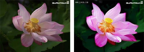 让照片中的花朵更加通透艳丽_亿码酷站___亿码酷站平面设计教程插图