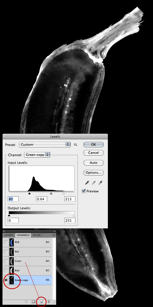 photoshop绘制一个模拟X射线香蕉图像_亿码酷站___亿码酷站平面设计教程插图3