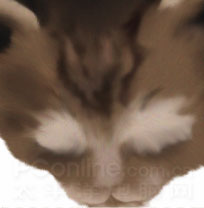 Photoshop鼠绘教程：可爱的小猫_亿码酷站___亿码酷站平面设计教程插图9