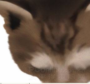 Photoshop鼠绘教程：可爱的小猫_亿码酷站___亿码酷站平面设计教程插图8